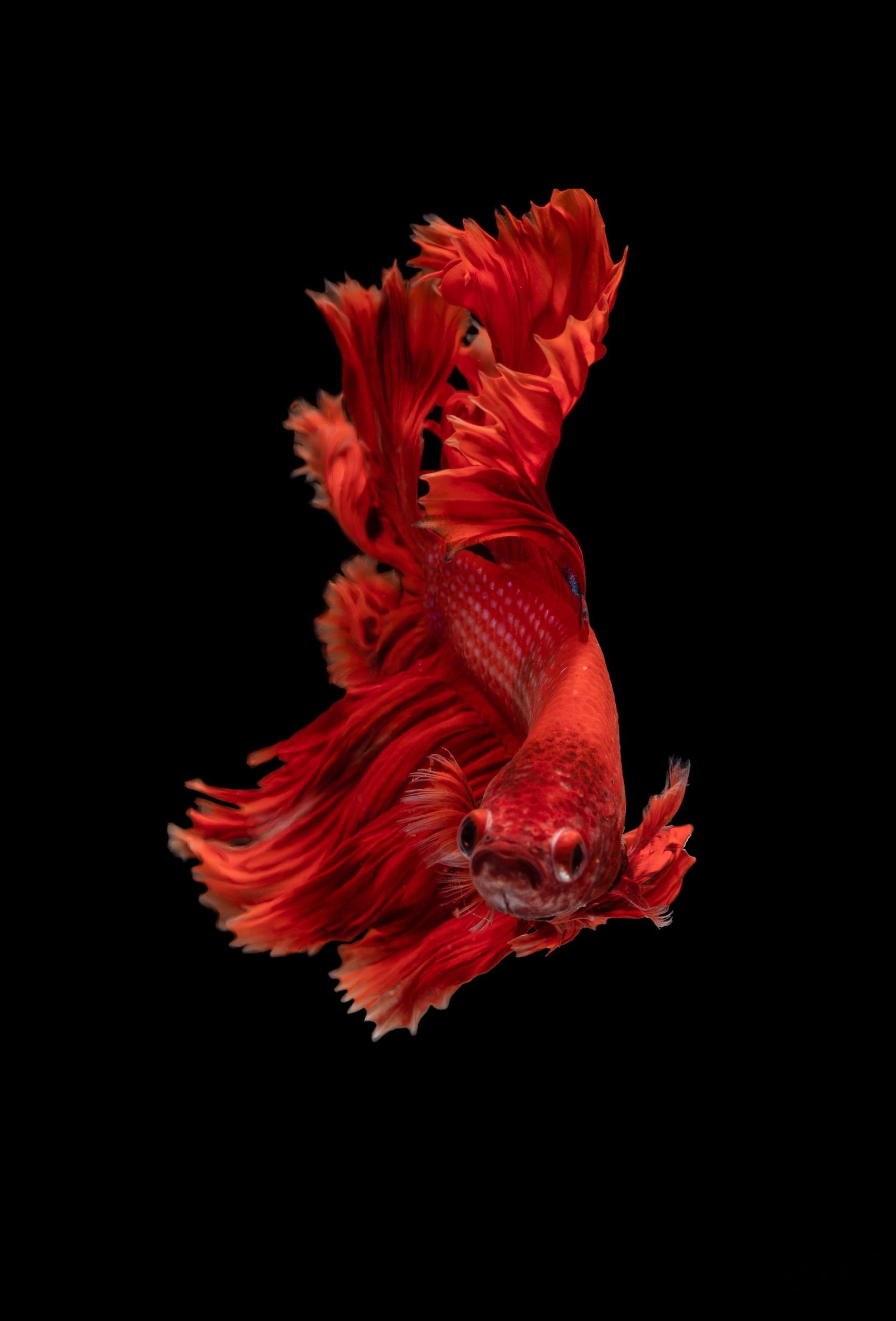 kyaw-tun-RAifY0OJe4w-unsplash
